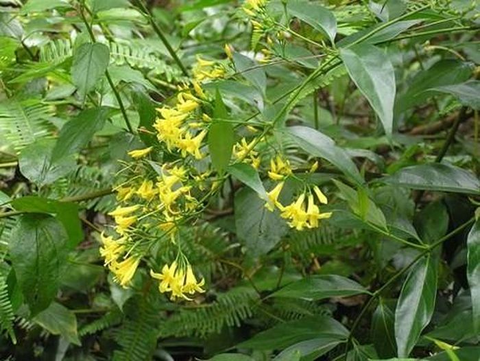 Cây lá ngón có chứa hoạt chất cực độc alkaloid