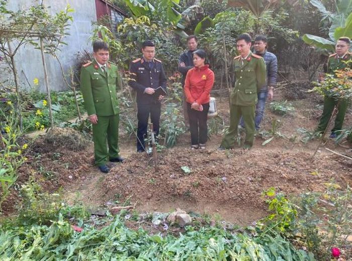 Tang vật gần 900 cây thuốc phiện bị.
