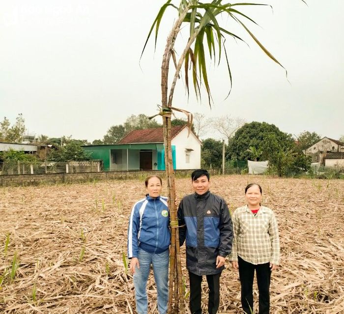 Danh hiệu "hoa hậu mía" năm nay thuộc về mẫu mía của nông dân Trần Thị Hải ở xã Nghĩa Thịnh (Nghĩa Đàn). Ảnh: CSCC