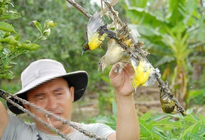 Người dân dùng keo để bẫy chim trời.