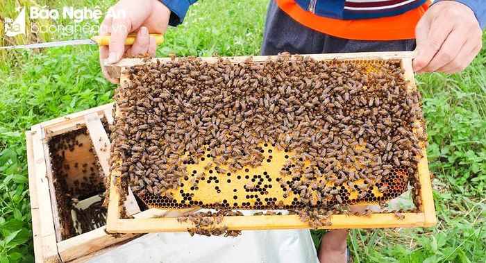 Những cầu ong đầy mật vàng, sáp đã đóng nắp là đủ độ thu hoạch. Ảnh: Thanh Phúc