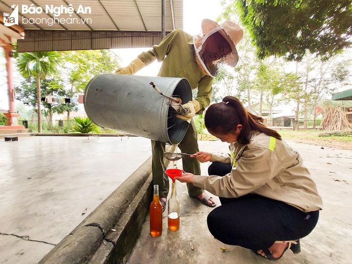 Mật sau khi thu được sẽ rót vào các chai thủy tinh, dùng nút bần bịt kín, sau đó cung cấp ra thị trường. Ảnh: Thanh Phúc