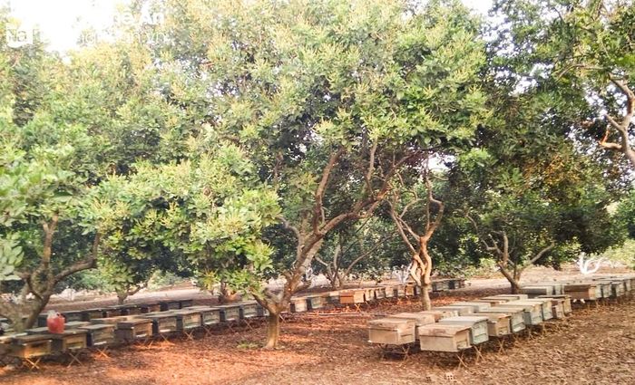 Vì thế, những người gắn bó lâu năm với nghề nuôi ong, nắm rõ đặc tính sinh trưởng và phát triển của loài ong, hiểu được quy luật phát triển của các loài hoa, sẽ biết cách nhân đàn đúng thời điểm để ong làm mật theo mùa hoa. Ảnh: Thanh Phúc