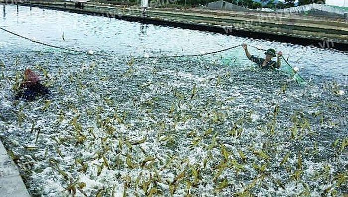 Năm 2023, ngành tôm Việt Nam sẽ gặp nhiều khó khăn.
