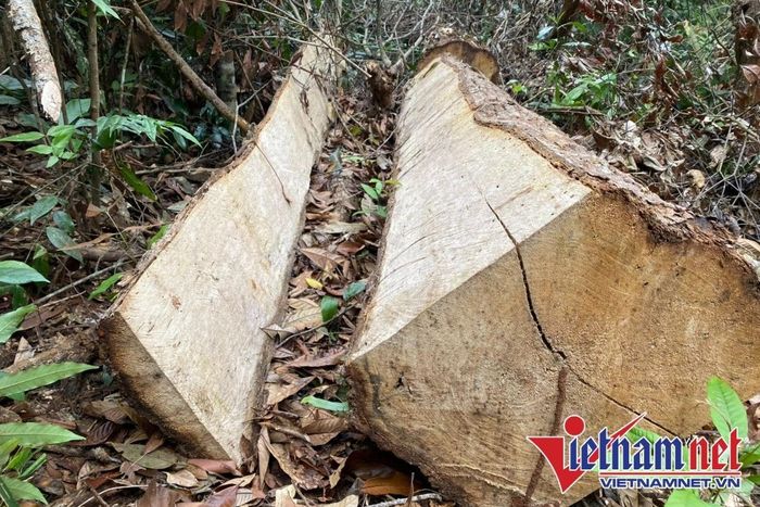  Những thân gỗ lớn bị xẻ, lâm tặc chưa kịp mang đi khỏi rừng. 