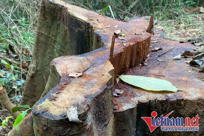  Một cây gỗ có đường kính lớn vừa bị cắt hạ, lấy đi phần thân. 