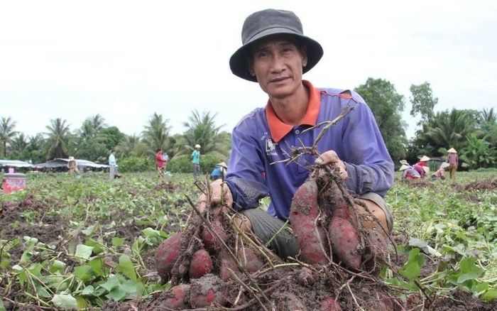 Trồng khoai lang ở Vĩnh Long. Ảnh: Bá Dũng
