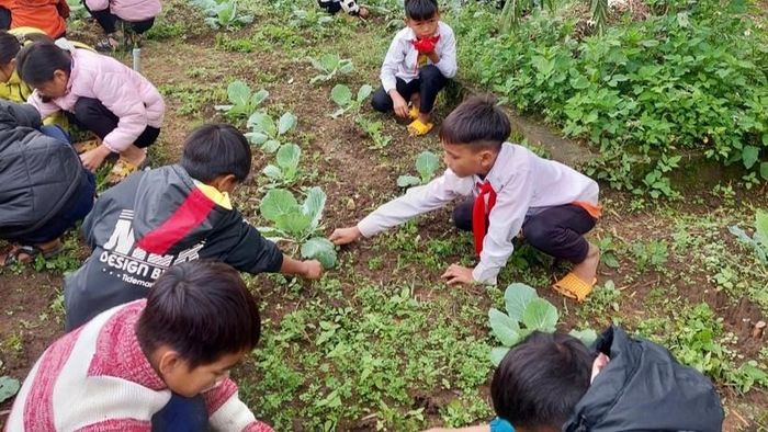 Học sinh trồng và chăm sóc rau xanh tại trường.