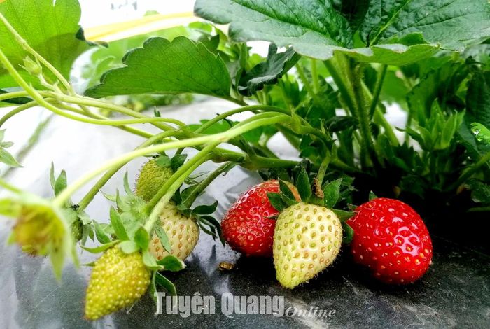 Cây dâu tây bắt đầu cho thu quả.