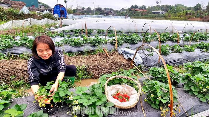 Chị Thanh thu hái dâu tây.