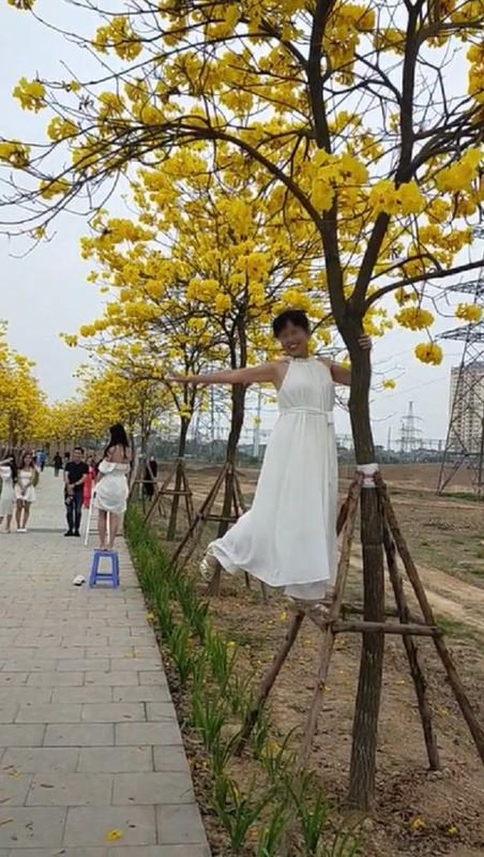 Việc leo tường, trèo cây ngồi vắt vẻo như vậy không chỉ gây mất mỹ quan mà còn tiềm ẩn nhiều nguy hiểm nếu không may bị ngã. Ảnh: Cắt từ clip TikTok N.T