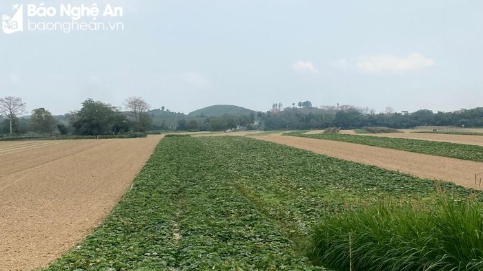 Những cánh đồng liền thửa ở huyện Anh Sơn. Ảnh: Trân Châu