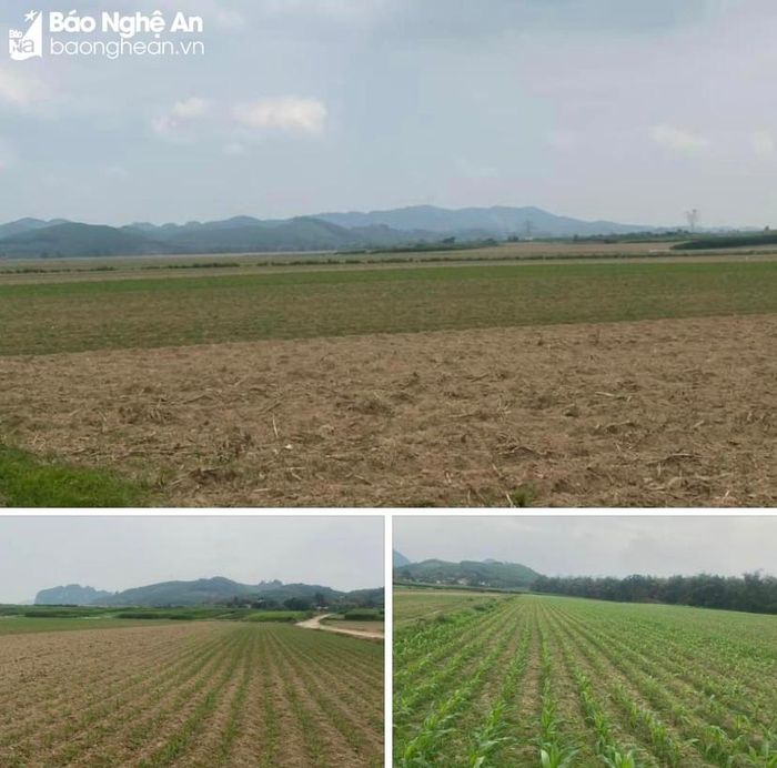 Những cánh đồng sau chuyển đổi, tích tụ ruộng đất ở xã Tường Sơn (Ạnh Sơn). Ảnh: Trân Châu 