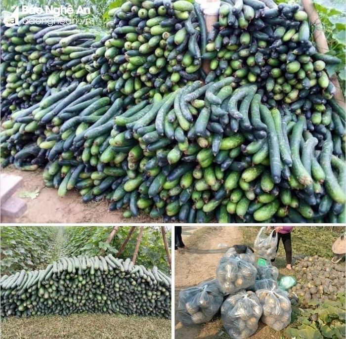 Thu hoạch bí và bầu vụ đông ở thôn Hội Lâm, xã Cẩm Sơn (Anh Sơn). Ảnh: Trân Châu