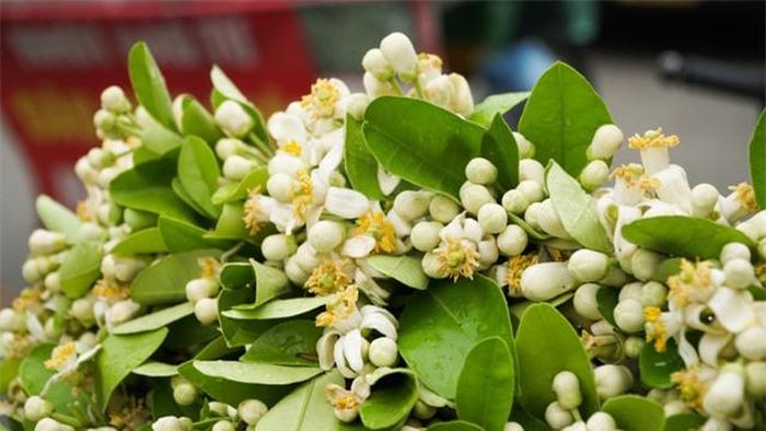 Đây là loài hoa trắng muốt, hương thơm ngát, nếu để hoa bưởi trong phòng mùi thơm sẽ lan tỏa khắp phòng. (Ảnh: Diệu Vy)