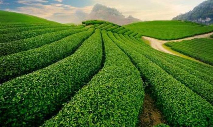  Nếu bạn đã đến Mộc Châu, thì đồi chè trái tim là một địa điểm hấp dẫn không thể bỏ qua. 