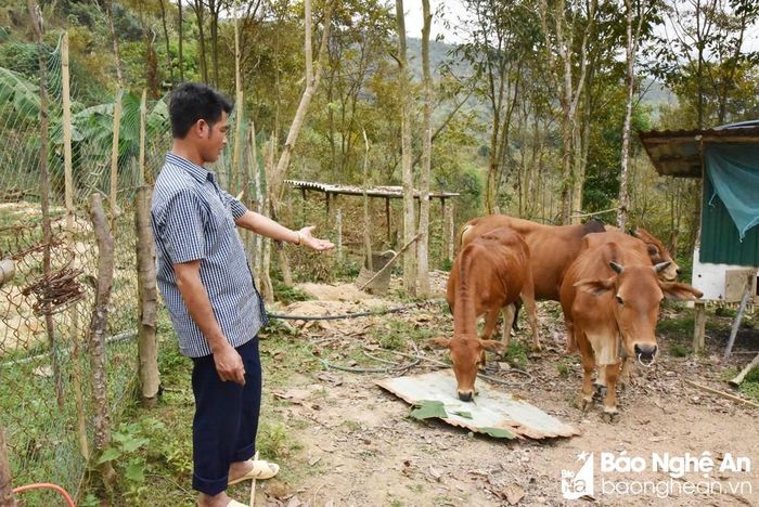 Ông Cụt Phò Anh - Trưởng bản Hín Pèn xã Bảo Nam cho biết, chăn nuôi bò là mũi nhọn phát triển kinh tế ở Bảo Nam. Song do đường giao thông nhỏ hẹp, lại xuống cấp nên người dân muốn bán trâu bò cũng rất khó khăn, phải dắt trâu, bò đi xa hàng chục cây số mới có xe của thương lái thu mua. Ảnh: HT