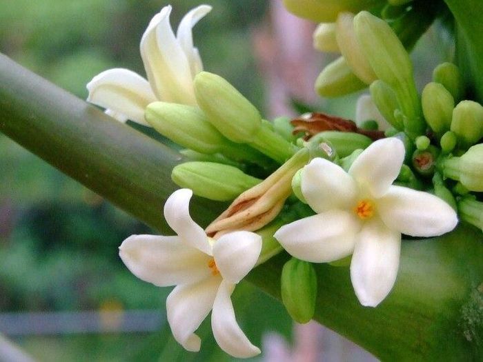 Ai không nên uống hoa đu đủ đực?