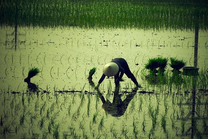 Tấm lưng mẹ cả đời cúi xuống hứng mưa hứng nắng để các con được đứng thẳng người. (Ảnh: Internet). 