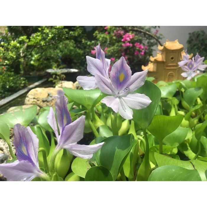  Cây lục bình hiện được nhiều người chơi dùng làm tiểu cảnh non bộ. Ảnh: Beecost