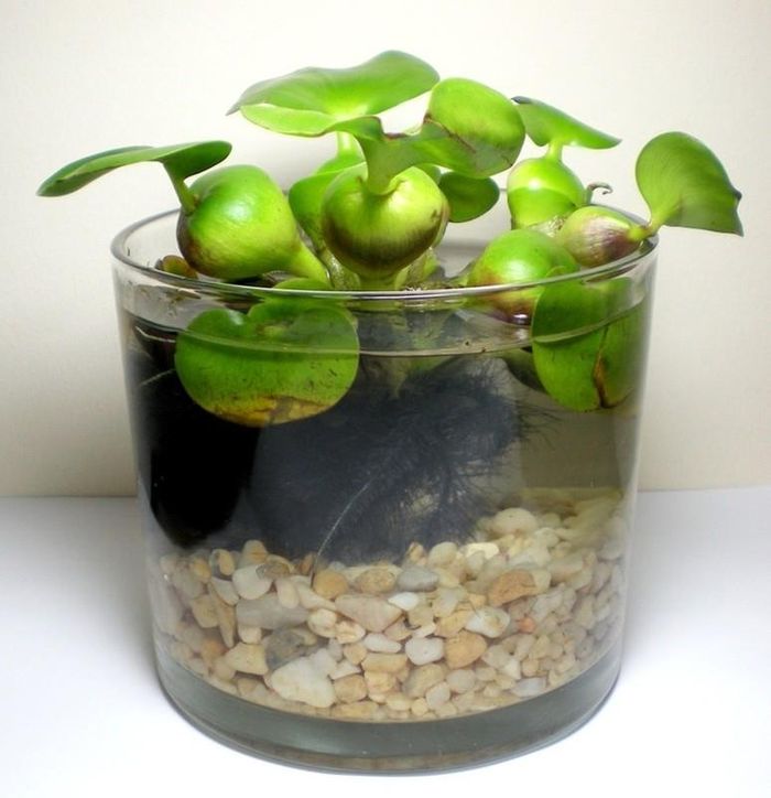 Hoa bèo tây có thể trồng kết hợp với sen, súng trong các tiểu cảnh thủy sinh. Ảnh: Pinterest.