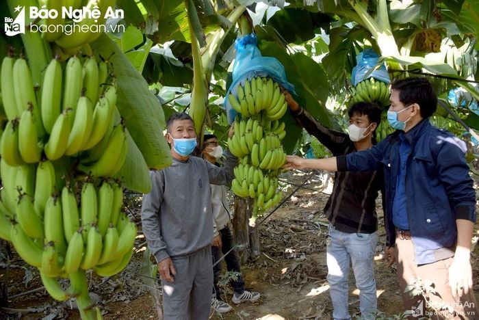 Chuối vàng miền Tây xứ Nghệ trồng trên địa bàn xã Đồng Văn đã được công nhận 3 sao OCOP cấp tỉnh năm 2021. Ảnh: Xuân Hoàng