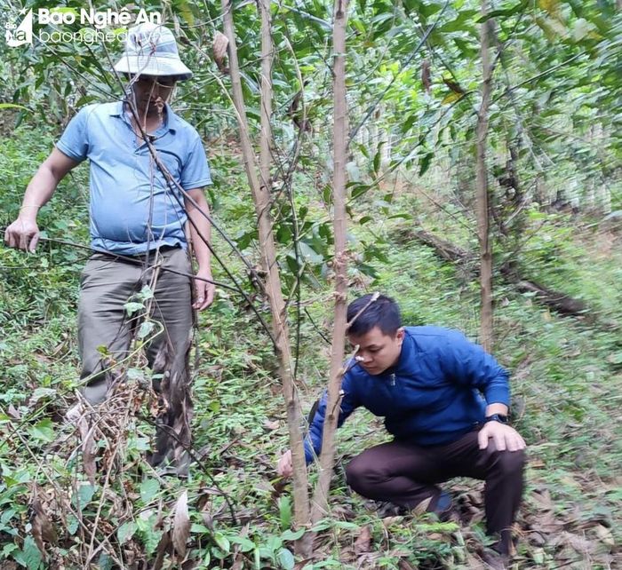 Cán bộ Trung tâm Dịch vụ nông nghiệp Quỳ Châu kiểm tra các vườn keo bị nhiễm bệnh chết héo. Ảnh: Xuân Linh