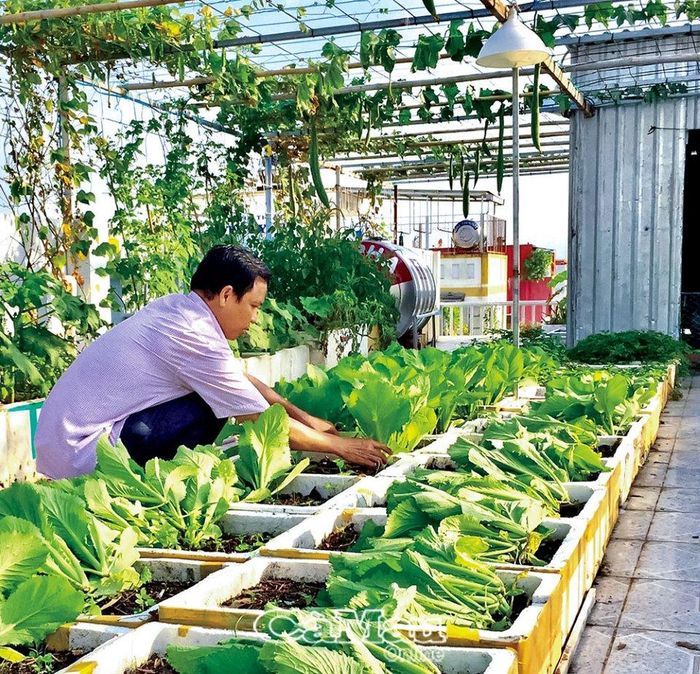 Thấy tiểu thương vứt bỏ thùng xốp, ông Bùi Văn Hoai, làm việc ở Ban Quản lý chợ Phường 5 mang về tận dụng trồng rau màu trên sân thượng, tạo khu vườn xanh mát giữa đô thị.