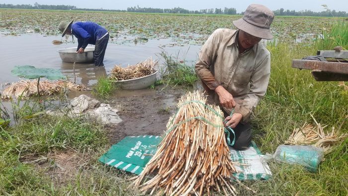 ...nhưng bù lại có nguồn thu nhập khá để trang trải cuộc sống.