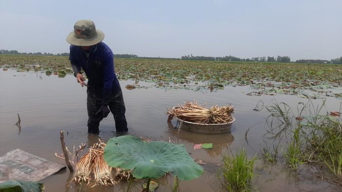 Người trồng sen gần như ngày nào cũng trầm mình dưới đầm...