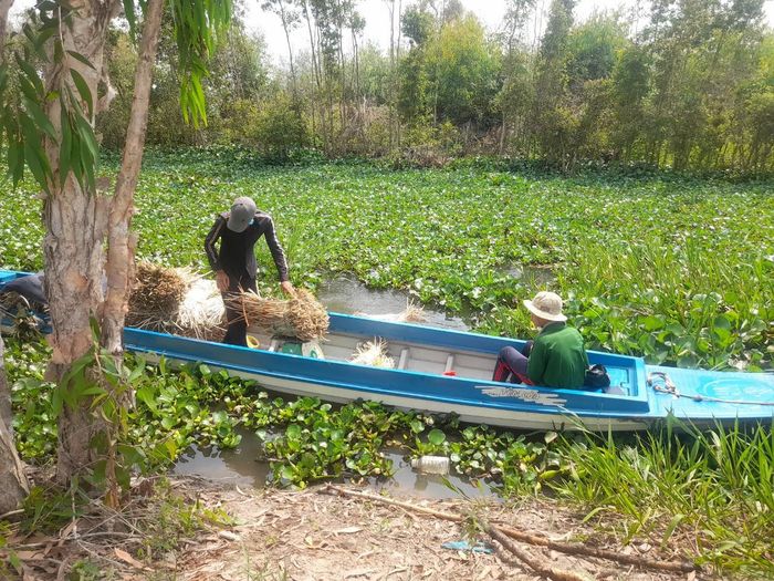 Ngoài trồng lúa chất lượng cao thì trồng sen lấy ngó, lấy gương là kinh tế chính cho các hộ dân có đất canh tác thuộc vùng trũng, ngập ở huyện Tân Thạnh- Long An