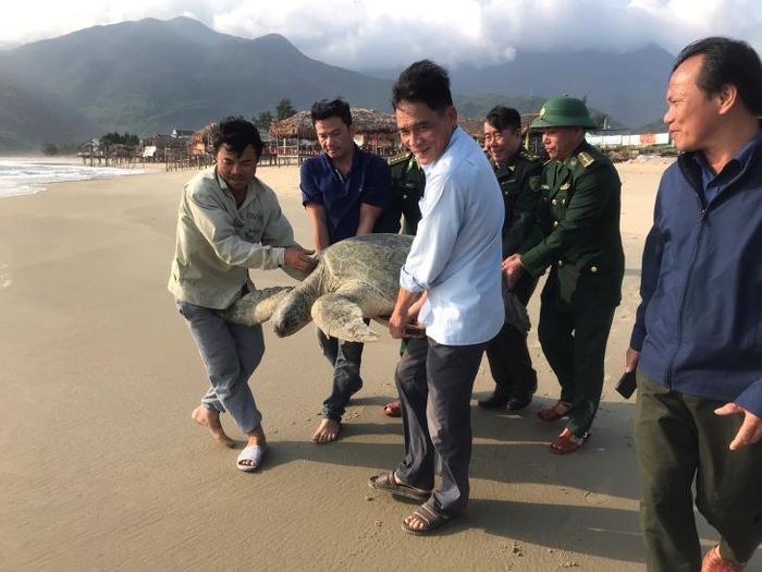 Các lực lượng chức năng và ngư dân thả cá thể rùa về biển. Ảnh: Ngọc Bình
