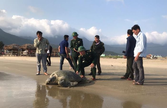 Cá thể Vích nặng gần 1 tạ. Ảnh: Ngọc Bình