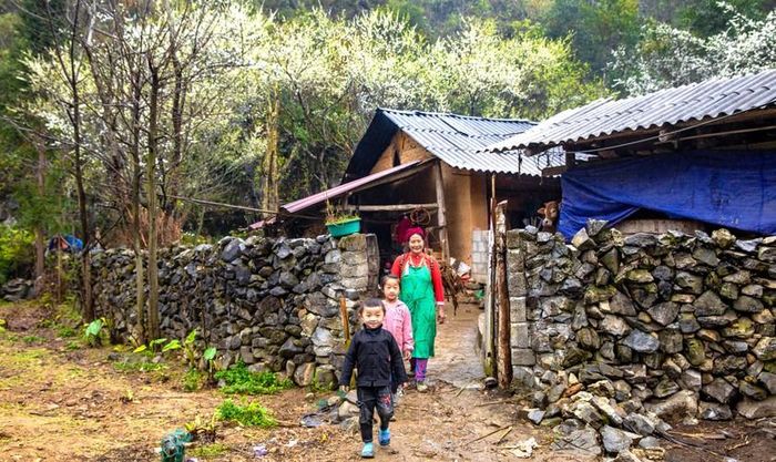 Những nếp nhà phong rêu nằm giữa khung trời hoa lê thơ mộng vẽ nên nét yên bình cho vùng cao nguyên đá. Ảnh: Nhật Nguyên