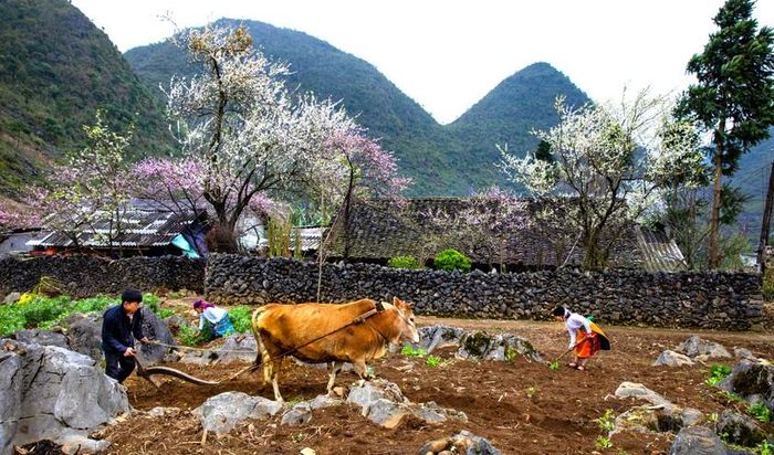 Giữa sắc hoa xuân tháng 3 thơ mộng, người dân bản xứ miệt mài lao động trên cánh đồng đá. Ảnh: Nhật Nguyên.