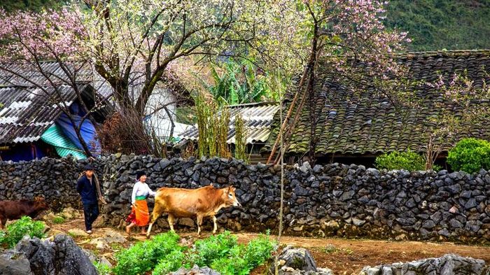Hoa đào hồng thắm cùng hoa lê tinh khôi khoe sắc bên những nếp nhà, tường đá phong rêu. Ảnh: Nhật Nguyên.