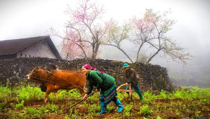 Sau mùa cải vàng, người dân bước vào mùa vụ mới với khát vọng mới. Ảnh: Nhật Nguyên.