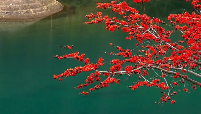 Hoa gạo hay còn gọi là hoa Mộc miên đã trở thành nét đặc sắc của riêng miền cao nguyên đá. Ảnh: Nhật Nguyên.