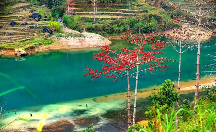 Hoa gạo mọc tự nhiên khắp núi rừng vùng Cao nguyên đá Hà Giang, tập trung nhiều nhất tại huyện Mèo Vạc. Ảnh: Nhật Nguyên.