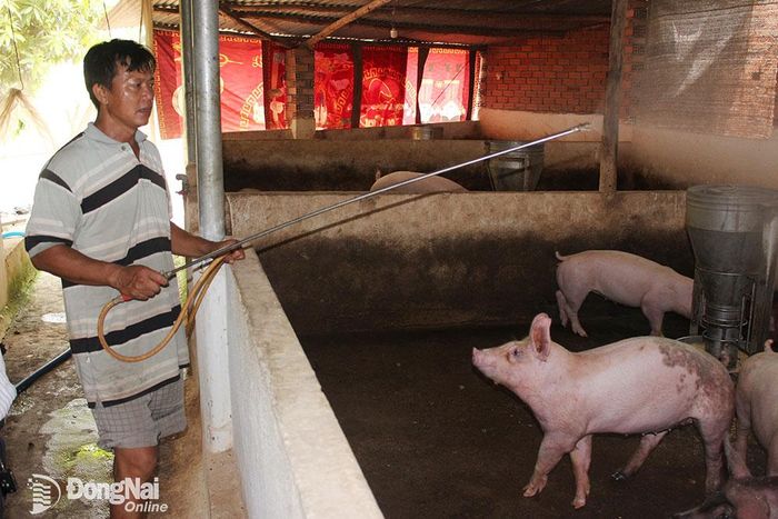 Trang trại chăn nuôi heo kết hợp nuôi cá tại xã Tân Bình, H.Vĩnh Cửu. Ảnh: L.An (Ảnh mang tính chất minh họa)