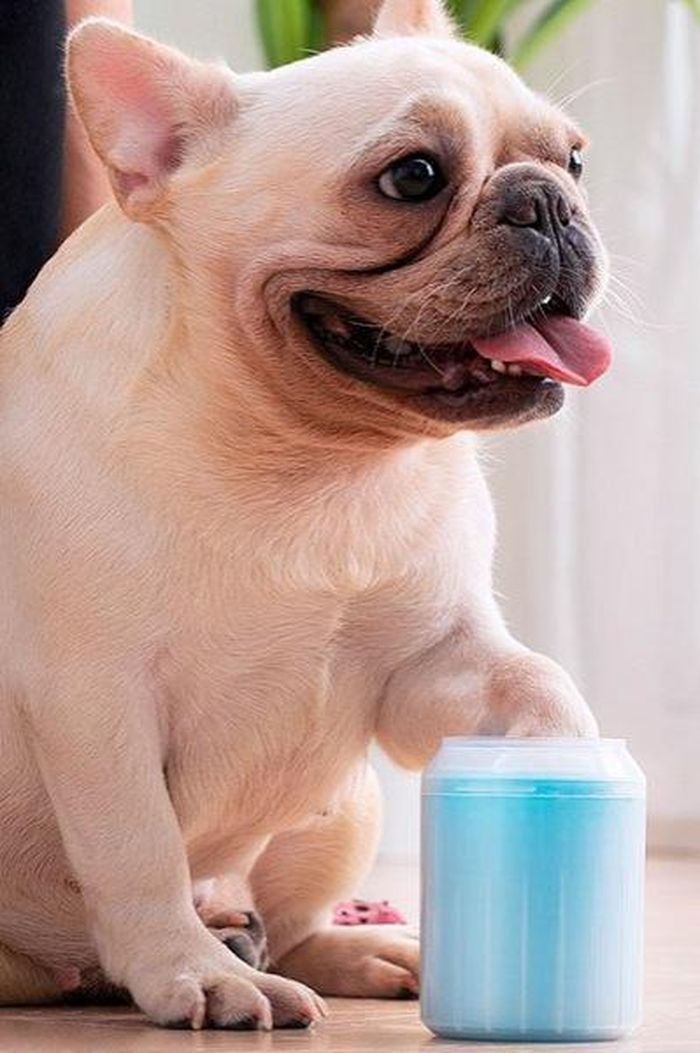  Cốc rửa chân rất thích hợp với những chú chó, mèo thích chạy nhảy. Ảnh minh họa: Crazy Sales.