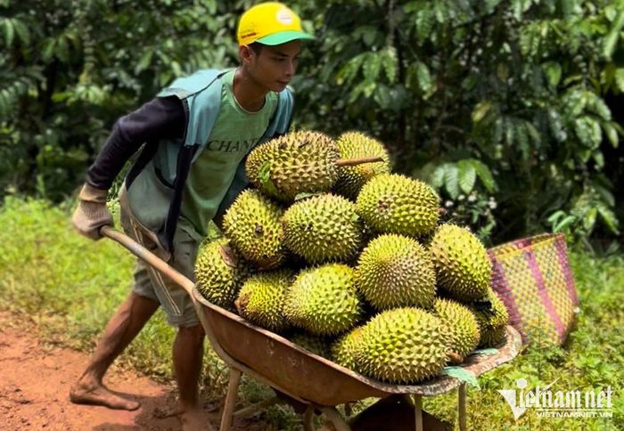 Giá cao, nhà vườn đua nhau trồng sầu riêng bất chấp khuyến cáo của cơ quan chức năng (Ảnh: Tâm An)