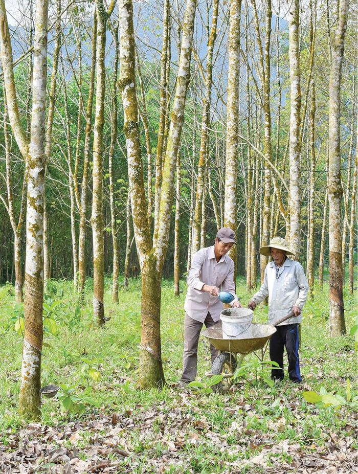 Kiểm tra và thu hoạch mủ cao su