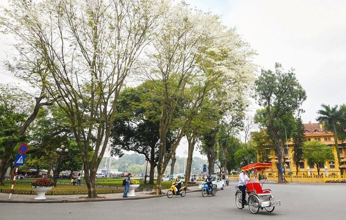 Hoa sưa trắng góc phố Điện Biên Phủ (quận Ba Đình).