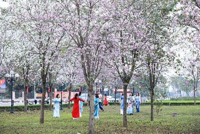 Hoa ban bung nở tại khu vực quảng trường trung tâm huyện Mê Linh.