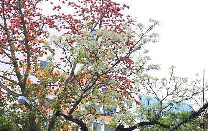 Sắc hoa đan xen tạo khung cảnh đầy thơ mộng trên đường Giải Phóng (quận Đống Đa).