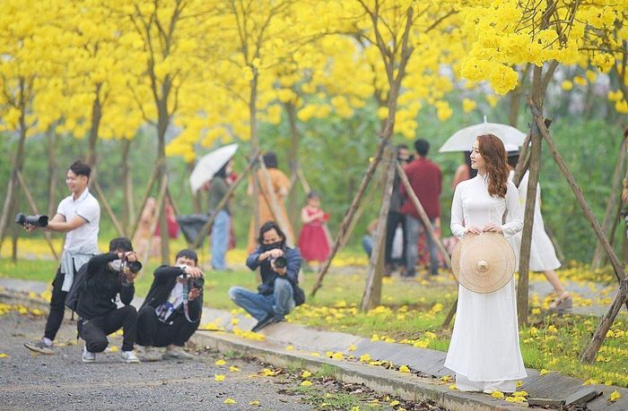 Bạn trẻ với tà áo dài chụp ảnh trên con đường hoa phong linh nở rộ.