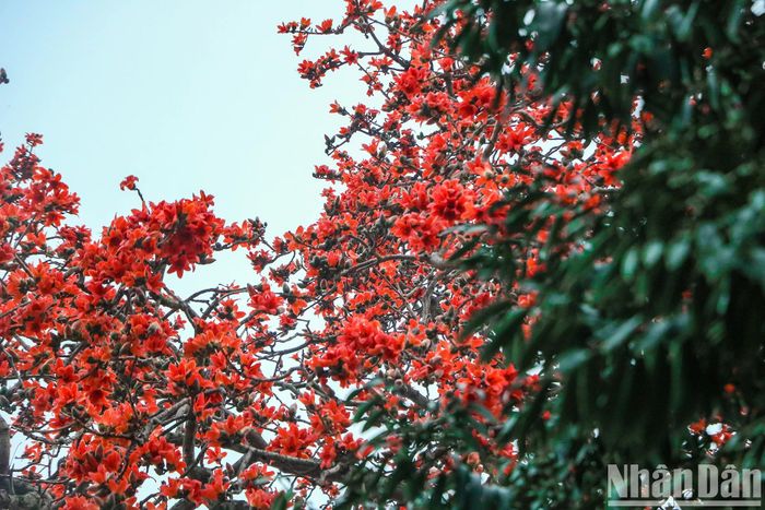 Những bông hoa gạo luôn lưu giữ một ký ức đẹp đẽ với bao người.