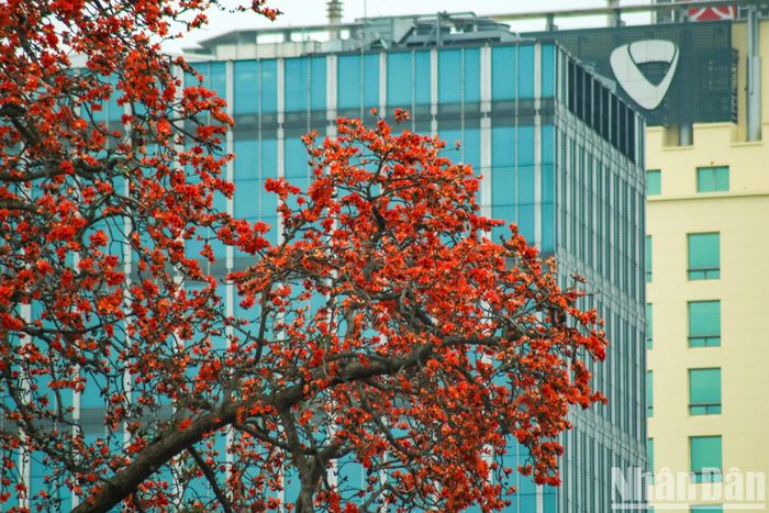 Khi cây ra hoa, những chiếc lá xanh rụng hết nhường chỗ cho màu đỏ tuyệt đẹp. Cả cây gạo nhìn từ xa giống như một ngọn lửa đang cháy.