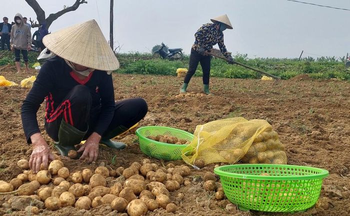 Tuy năm nay khoai tây năng suất thấp hơn so với năm ngoái nhưng củ đều và to hơn. Ảnh: Mai Giang